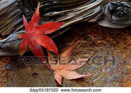 Stock Image - Red maple leaves, Acer palmatum. Fotosearch