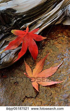 Stock Image - Red maple leaves, Acer palmatum. Fotosearch