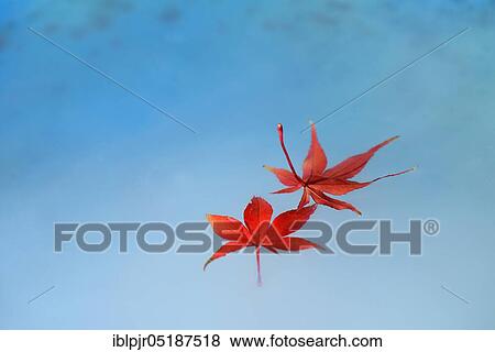 Red maple leaves on water, Acer palmatum View Large Photo Image Stock Photo - Red maple leaves on water, Acer palmatum. Fotosearch