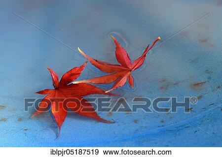 Red maple leaves on water, Acer palmatum View Large Photo Image Stock Photo - Red maple leaves on water, Acer palmatum. Fotosearch