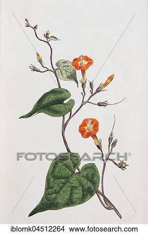 Red-mornin glory (Ipomoea coccinea), hand-colored copper engraving from Sansom from William Curtis Botanical Magazine, London, 1793 View Large Photo Image Picture - Red-mornin glory (Ipomoea coccinea), hand-colored copper engraving from Sansom from William Curtis Botanical Magazine, London, 1793. Fotosearch