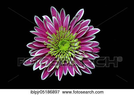 Red-white Chrysanthemum ( Chrysanthemum) against a black background View Large Photo Image Stock Photo - Red-white Chrysanthemum ( Chrysanthemum) against a black background. Fotosearch