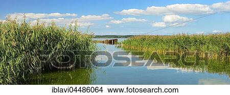 Reed belt along the Achterwasser, two shipwrecks at back, Lieper Winkel, Usedom Island, Baltic Sea, Mecklenburg-Western Pomerania, Germany, Europe View Large Photo Image Picture - Reed belt along the Achterwasser, two shipwrecks at back, Lieper Winkel, Usedom Island, Baltic Sea, Mecklenburg-Western Pomerania, Germany, Europe. Fotosearch