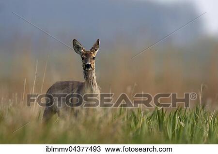Stock Image - Reh (Capreolus capreolus), Doe in a meadow, change of coat, winter and summer coat, Nature Park Peental, Mecklenburg-Western Pomerania, Germany, Europe. Fotosearch