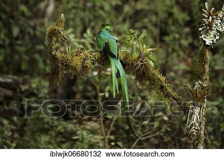 Resplendent Quetzal (Pharomachrus mocinno) on a mossy branch in the rainforest, Costa Rica, Central America View Large Photo Image Stock Image - Resplendent Quetzal (Pharomachrus mocinno) on a mossy branch in the rainforest, Costa Rica, Central America. Fotosearch