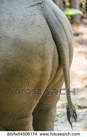 Rhinoceros (ceratotherium simum) from the rear, rear part with tail, captive, Singapore zoo, Singapore, Asia View Large Photo Image Picture - Rhinoceros (ceratotherium simum) from the rear, rear part with tail, captive, Singapore zoo, Singapore, Asia. Fotosearch
