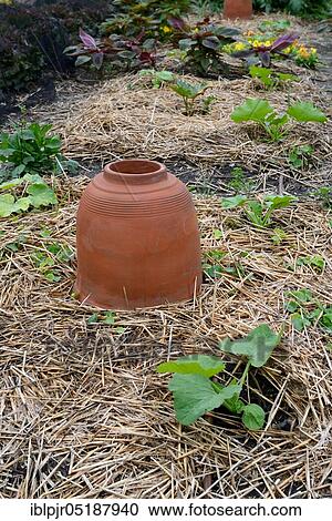 Stock Image - Rhubarb bleaching pot, rhubarb pot, forcing pot, forcing pot, forcing bell, forcing bells. Fotosearch