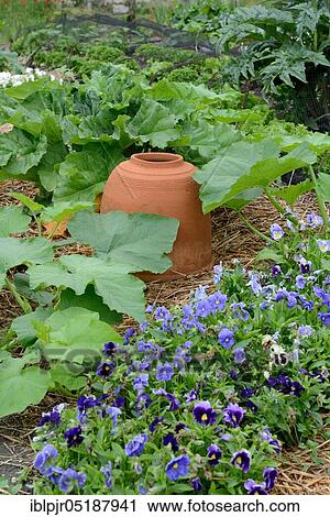 Rhubarb bleaching pot, rhubarb pot, forcing pot, forcing pot, forcing bell, forcing bells View Large Photo Image Stock Image - Rhubarb bleaching pot, rhubarb pot, forcing pot, forcing pot, forcing bell, forcing bells. Fotosearch