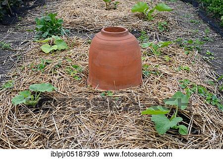 Rhubarb bleaching pot, rhubarb pot, forcing pot, forcing pot, forcing bell, forcing bells View Large Photo Image Stock Photo - Rhubarb bleaching pot, rhubarb pot, forcing pot, forcing pot, forcing bell, forcing bells. Fotosearch