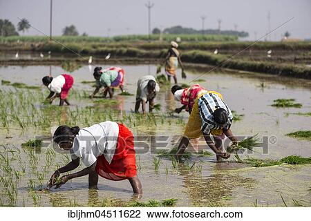 Rice cultivation, workers in the rice paddy, near Madurai, Tamil Nadu, India, Asia View Large Photo Image Stock Image - Rice cultivation, workers in the rice paddy, near Madurai, Tamil Nadu, India, Asia. Fotosearch