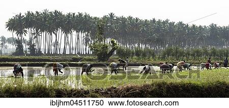 Rice cultivation, workers in the rice paddy, near Madurai, Tamil Nadu, India, Asia View Large Photo Image Stock Image - Rice cultivation, workers in the rice paddy, near Madurai, Tamil Nadu, India, Asia. Fotosearch
