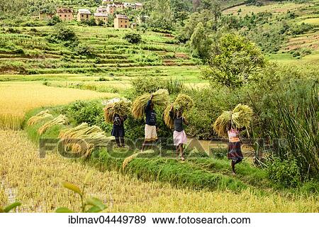 Rice farmers at harvest time, women carry bundles of rice, south of Ambositra, Madagascar, Africa View Large Photo Image Stock Photo - Rice farmers at harvest time, women carry bundles of rice, south of Ambositra, Madagascar, Africa. Fotosearch