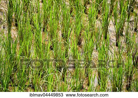 Rice (Oryza), rice cultivation, Talata-Ampano, Madagascar, Africa View Large Photo Image Stock Image - Rice (Oryza), rice cultivation, Talata-Ampano, Madagascar, Africa. Fotosearch