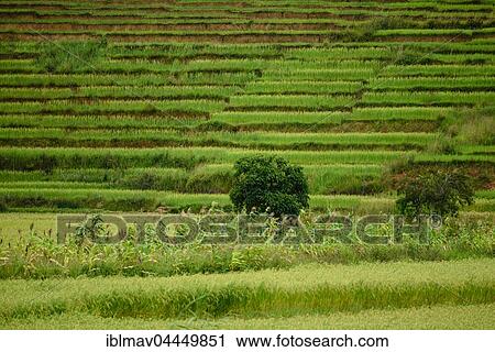 Rice terraces, Talata-Ampano, Madagascar, Africa View Large Photo Image Stock Image - Rice terraces, Talata-Ampano, Madagascar, Africa. Fotosearch