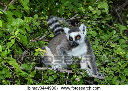 Ring-tailed lemur (Lemur catta) in tree, Anja Community Reserve, Madagascar, Africa View Large Photo Image Stock Photo - Ring-tailed lemur (Lemur catta) in tree, Anja Community Reserve, Madagascar, Africa. Fotosearch
