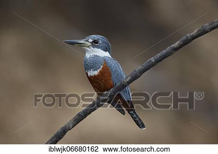 Ringed kingfisher (Megaceryle torquata) on a branch near Barrancao Alto, Mato Grosso, Pantanal, Brazil, South America View Large Photo Image Stock Image - Ringed kingfisher (Megaceryle torquata) on a branch near Barrancao Alto, Mato Grosso, Pantanal, Brazil, South America. Fotosearch