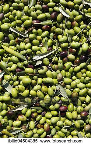 Ripe olives, olive harvest, San Quirico d'Orcia, Tuscany, Italy, Europe View Large Photo Image Stock Photography - Ripe olives, olive harvest, San Quirico d'Orcia, Tuscany, Italy, Europe. Fotosearch
