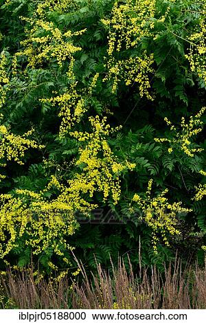 Stock Image - Rispy blister tree, Koelreuteria paniculata. Fotosearch