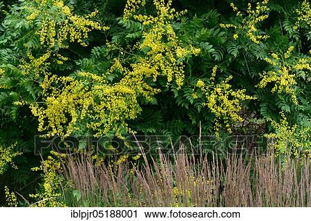 Stock Image - Rispy blister tree, Koelreuteria paniculata. Fotosearch