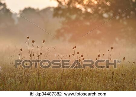 River Elbe Floodplains at sunrise, foggy atmosphere, Middle Elbe Biosphere Reserve, Saxony-Anhalt, Germany, Europe View Large Photo Image Stock Image - River Elbe Floodplains at sunrise, foggy atmosphere, Middle Elbe Biosphere Reserve, Saxony-Anhalt, Germany, Europe. Fotosearch