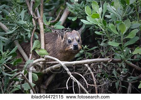 Stock Photography - Rock hyrax (Procavia capensis) in the bushes, Tsitsikamma National Park, South Africa, Africa. Fotosearch