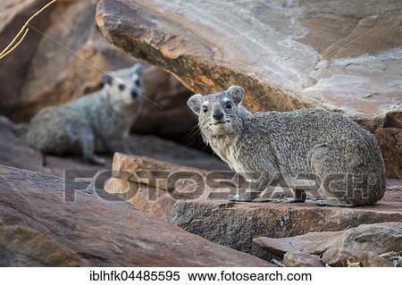Rock hyrax (Procavia capensis), Mapungubwe National Park, South Africa, Africa View Large Photo Image Stock Photography - Rock hyrax (Procavia capensis), Mapungubwe National Park, South Africa, Africa. Fotosearch