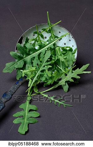 Rocket, rocket salad in ladle, rocket, Eruca vesicaria sativa View Large Photo Image Stock Photo - Rocket, rocket salad in ladle, rocket, Eruca vesicaria sativa. Fotosearch