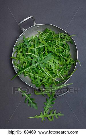 Rocket, rocket salad in shell, rocket, leaf salad, Eruca vesicaria sativa View Large Photo Image Stock Photo - Rocket, rocket salad in shell, rocket, leaf salad, Eruca vesicaria sativa. Fotosearch
