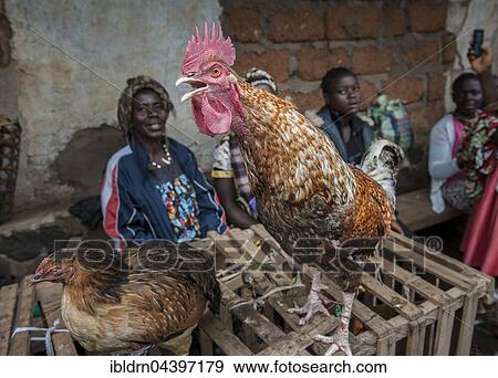 Rooster for sale, market stall, Fundong, Northwest Region, Cameroon, Africa View Large Photo Image Stock Photo - Rooster for sale, market stall, Fundong, Northwest Region, Cameroon, Africa. Fotosearch