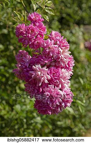 Stock Photo - Rose blossoms, Magdalenengarten, Hildesheim, Lower Saxony, Germany, Europe. Fotosearch