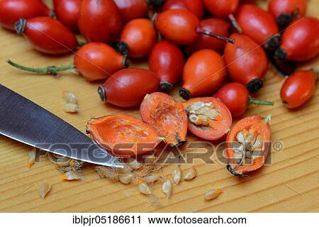 Rosehips with knife point, halved View Large Photo Image Stock Image - Rosehips with knife point, halved. Fotosearch