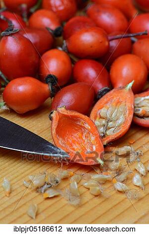 Rosehips with knife point, halved View Large Photo Image Stock Image - Rosehips with knife point, halved. Fotosearch