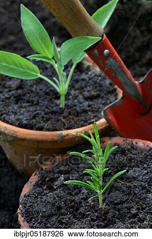 Rosemary and sage cuttings, rosemary cuttings, sage cuttings, Rosmarinus officinalis, Salvia officinalis, rosemary cuttings, sage cuttings View Large Photo Image Stock Photograph - Rosemary and sage cuttings, rosemary cuttings, sage cuttings, Rosmarinus officinalis, Salvia officinalis, rosemary cuttings, sage cuttings. Fotosearch