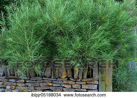 Rosemary leaf willow, Salix rosmarinifolia View Large Photo Image Picture - Rosemary leaf willow, Salix rosmarinifolia. Fotosearch