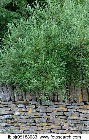 Stock Image - Rosemary leaf willow, Salix rosmarinifolia. Fotosearch