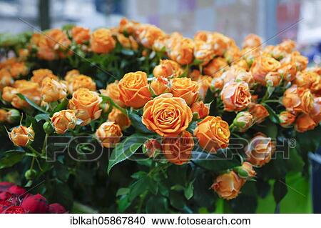 Roses, Rose market on the Münsterpatz, Ulm, Baden-Württemberg, Germany, Europe View Large Photo Image Stock Image - Roses, Rose market on the Münsterpatz, Ulm, Baden-Württemberg, Germany, Europe. Fotosearch