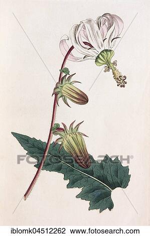 Stock Image - Rough-leaved michauxia (Michauxia campanuloides), hand-colored copper engraving from Sansom from William Curtis Botanical Magazine, London, 1793. Fotosearch