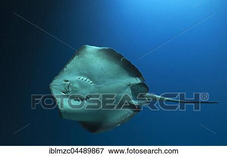 Stock Photo - Round ribbontail ray (Taeniura meyeni), captive, Germany, Europe. Fotosearch