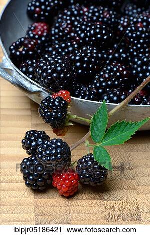 Stock Image - Rubus fruticosus ( Rubus fruticosus) in shell, immature, ripe. Fotosearch
