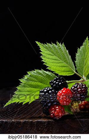 Stock Photo - Rubus fruticosus ( Rubus fruticosus). Fotosearch