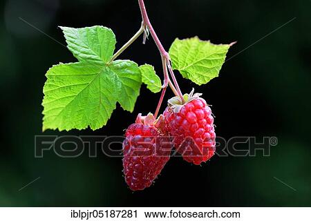 Rubusboysenberry and raspberry cross ( Rubus fruticosus x idaeus) View Large Photo Image Stock Image - Rubusboysenberry and raspberry cross ( Rubus fruticosus x idaeus). Fotosearch