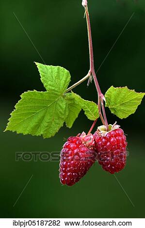 Rubusboysenberry and raspberry cross ( Rubus fruticosus x idaeus) View Large Photo Image Stock Image - Rubusboysenberry and raspberry cross ( Rubus fruticosus x idaeus). Fotosearch
