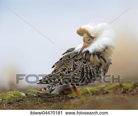 Stock Image - Ruff (Philomachus pugnax) with breeding plumage, Varanger, Norway, Europe. Fotosearch