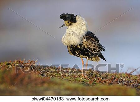 Stock Image - Ruff (Philomachus pugnax) with breeding plumage, Varanger, Norway, Europe. Fotosearch