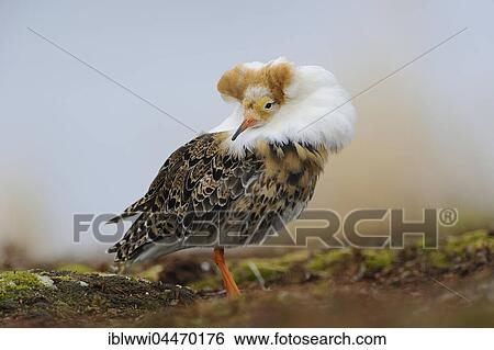 Stock Photograph - Ruff (Philomachus pugnax) with breeding plumage, Varanger, Norway, Europe. Fotosearch