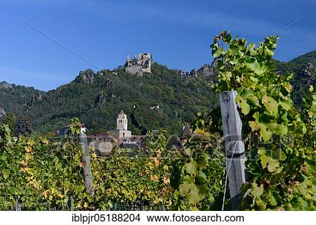 Ruin Dürnstein, vineyards, Dürnstein, Wachau, Austria, Europe View Large Photo Image Picture - Ruin Dürnstein, vineyards, Dürnstein, Wachau, Austria, Europe. Fotosearch