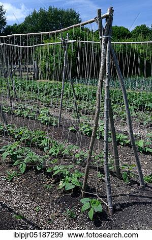 Runner beans on climbing aid View Large Photo Image Stock Photo - Runner beans on climbing aid. Fotosearch