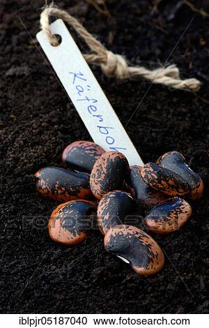 Stock Image - Runner Beans (Phaseolus coccineus). Fotosearch