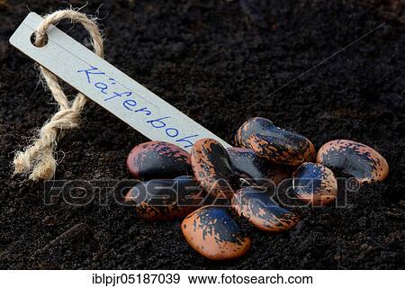 Runner Beans (Phaseolus coccineus) View Large Photo Image Stock Photo - Runner Beans (Phaseolus coccineus). Fotosearch