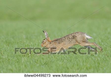 Stock Image - Running european hare (Lepus europaeus), Texel Island, The Netherlands, Europe. Fotosearch